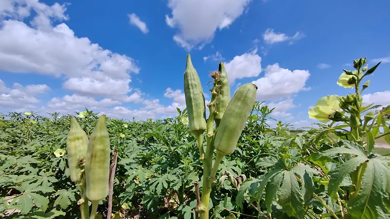 Agricultores tamaulipecos mantienen la producción de okra como un cultivo estratégico para el comercio internacional 